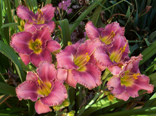 Schaben Seedling T96BM1